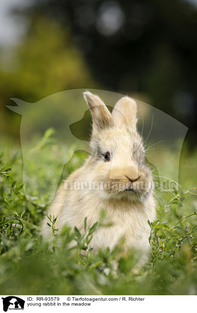 junges Kaninchen auf der Wiese / young rabbit in the meadow / RR-93579