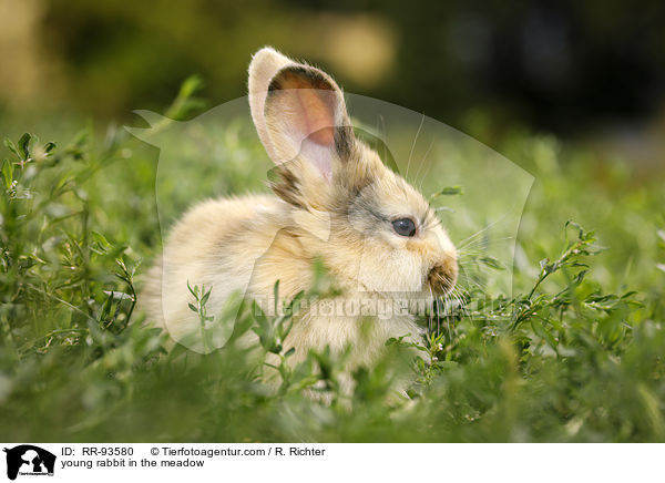 junges Kaninchen auf der Wiese / young rabbit in the meadow / RR-93580
