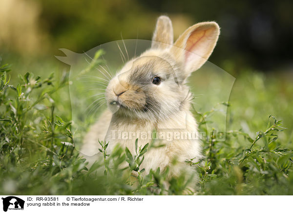 junges Kaninchen auf der Wiese / young rabbit in the meadow / RR-93581