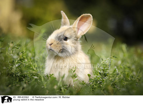 junges Kaninchen auf der Wiese / young rabbit in the meadow / RR-93582