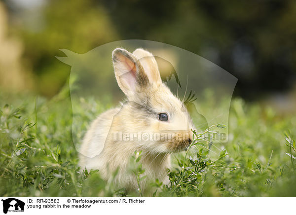 junges Kaninchen auf der Wiese / young rabbit in the meadow / RR-93583