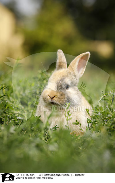 junges Kaninchen auf der Wiese / young rabbit in the meadow / RR-93584