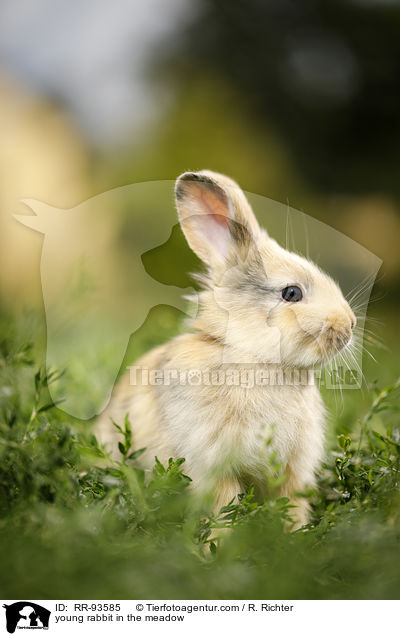 junges Kaninchen auf der Wiese / young rabbit in the meadow / RR-93585