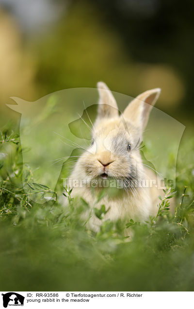 junges Kaninchen auf der Wiese / young rabbit in the meadow / RR-93586