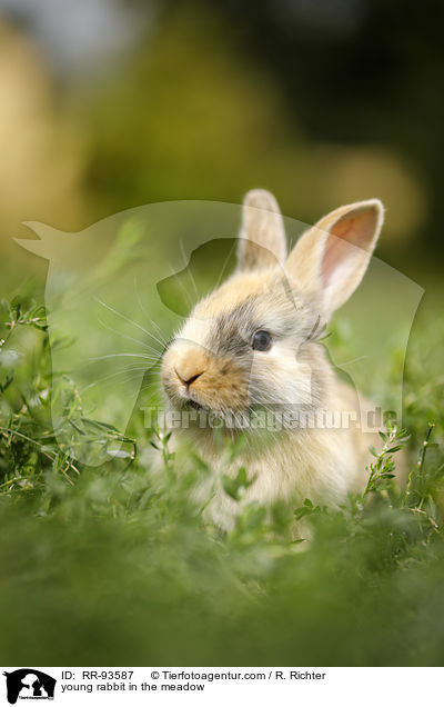junges Kaninchen auf der Wiese / young rabbit in the meadow / RR-93587