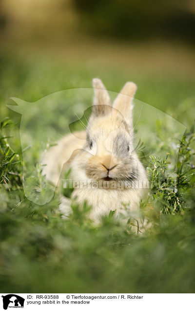 junges Kaninchen auf der Wiese / young rabbit in the meadow / RR-93588