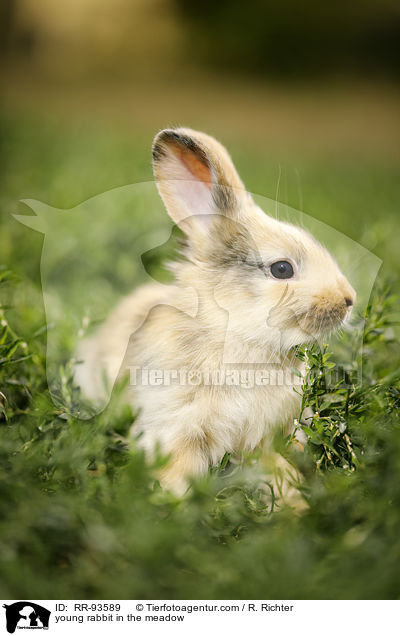 junges Kaninchen auf der Wiese / young rabbit in the meadow / RR-93589