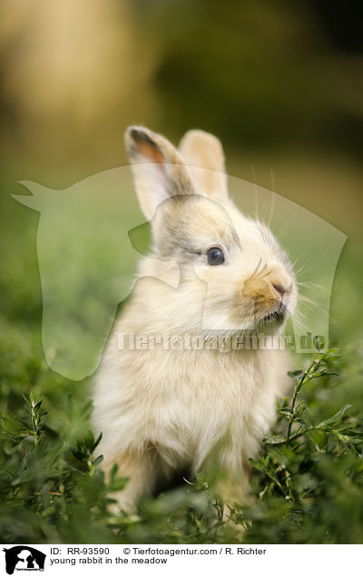 junges Kaninchen auf der Wiese / young rabbit in the meadow / RR-93590