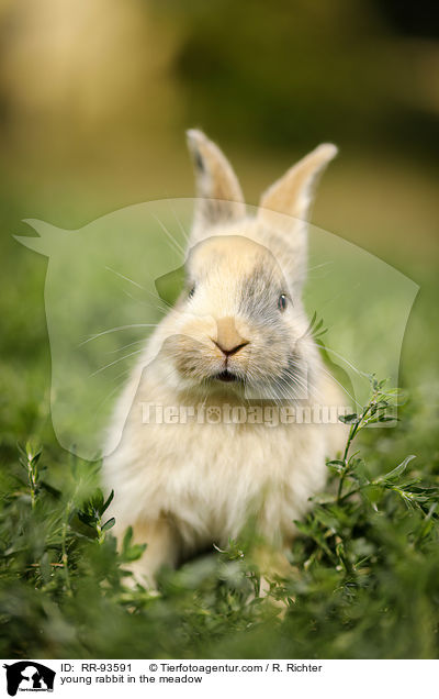 junges Kaninchen auf der Wiese / young rabbit in the meadow / RR-93591
