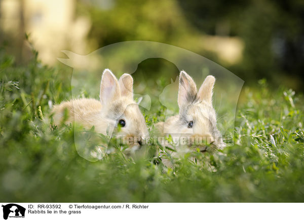 Kaninchen liegen im Gras / Rabbits lie in the grass / RR-93592