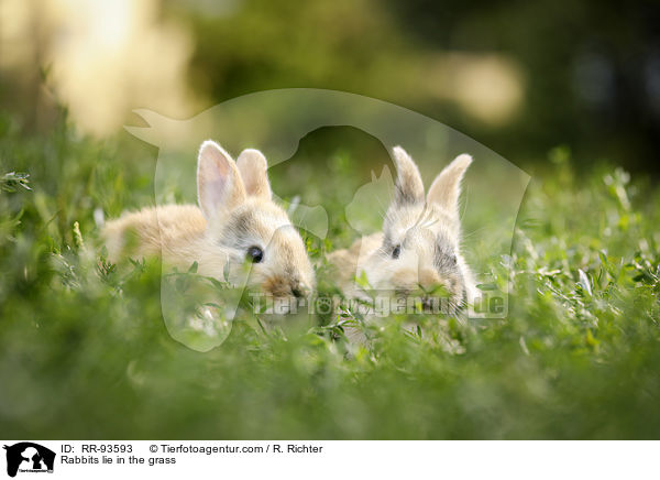 Kaninchen liegen im Gras / Rabbits lie in the grass / RR-93593