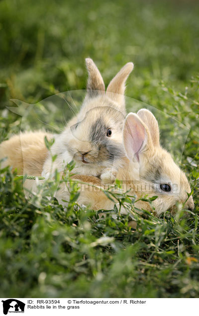 Kaninchen liegen im Gras / Rabbits lie in the grass / RR-93594
