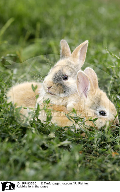 Kaninchen liegen im Gras / Rabbits lie in the grass / RR-93595