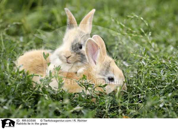 Kaninchen liegen im Gras / Rabbits lie in the grass / RR-93596