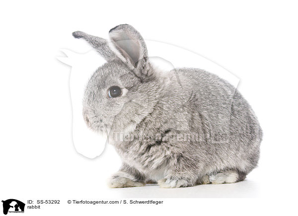 Kaninchen / rabbit / SS-53292