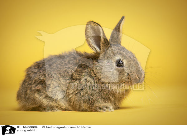 junges Kaninchen / young rabbit / RR-99604