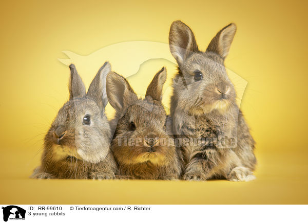 3 junge Knainchen / 3 young rabbits / RR-99610