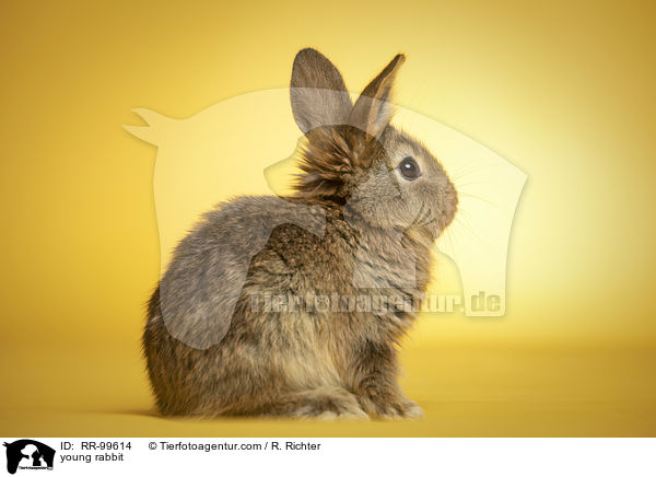 junges Kaninchen / young rabbit / RR-99614