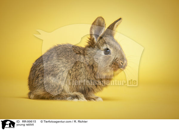 junges Kaninchen / young rabbit / RR-99615