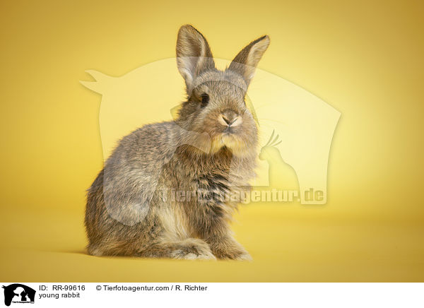 junges Kaninchen / young rabbit / RR-99616
