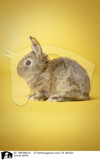 junges Kaninchen / young rabbit / RR-99618