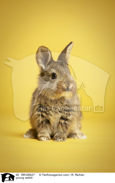 junges Kaninchen / young rabbit / RR-99627