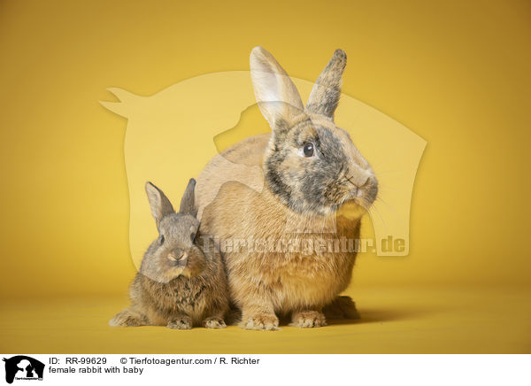 Hsin mit Jungen / female rabbit with baby / RR-99629