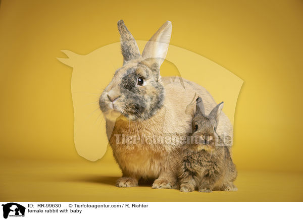 Hsin mit Jungen / female rabbit with baby / RR-99630