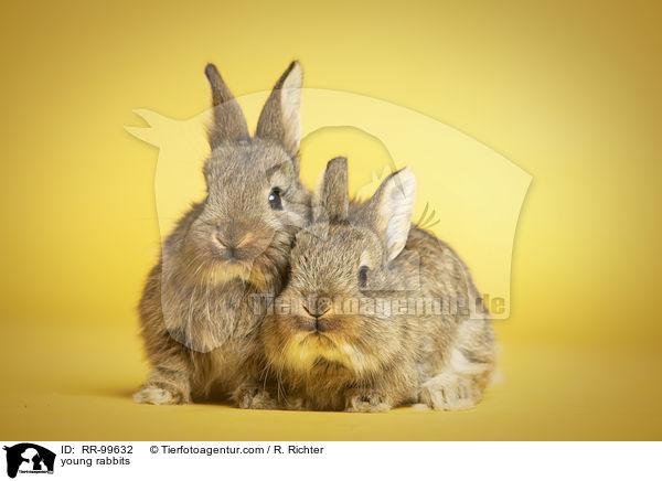 junge Kaninchen / young rabbits / RR-99632