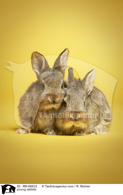 junge Kaninchen / young rabbits / RR-99633