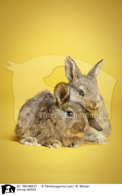 junge Kaninchen / young rabbits / RR-99637