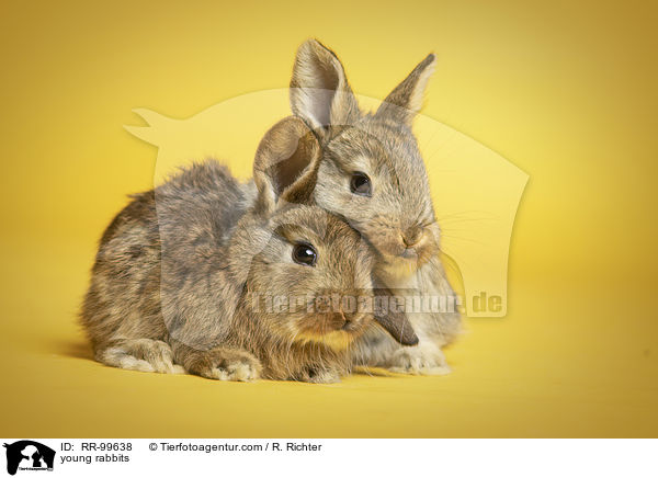 junge Kaninchen / young rabbits / RR-99638
