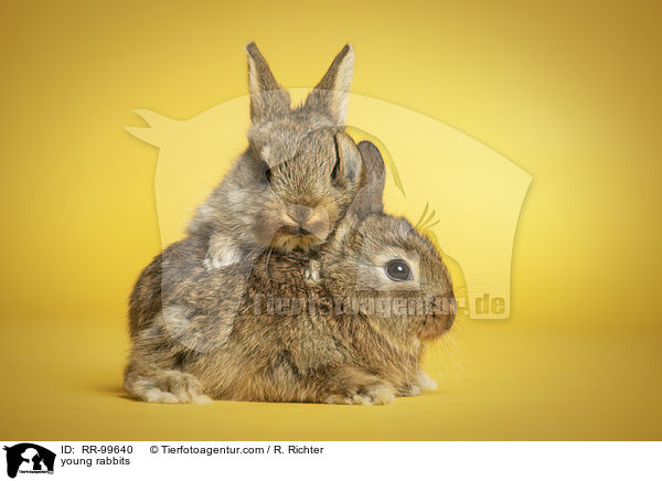 junge Kaninchen / young rabbits / RR-99640
