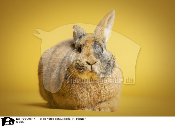 Kaninchen / rabbit / RR-99647
