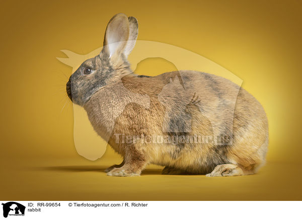 Kaninchen / rabbit / RR-99654