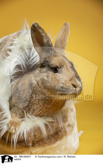 Kaninchen / rabbit / RR-99657