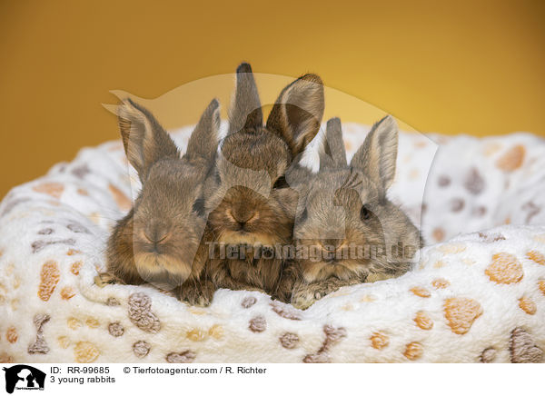 3 junge Knainchen / 3 young rabbits / RR-99685