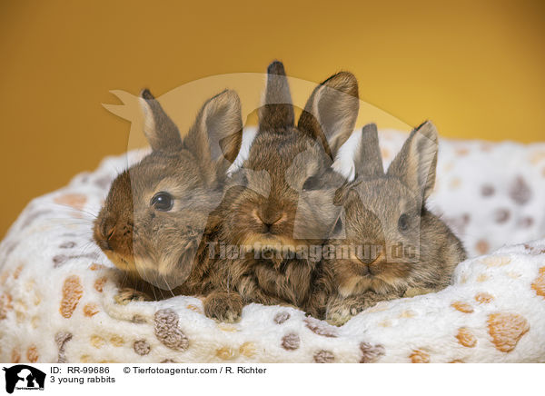 3 junge Knainchen / 3 young rabbits / RR-99686