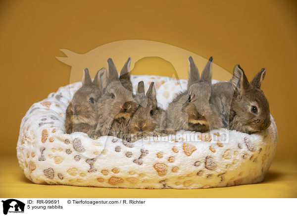 5 junge Kaninchen / 5 young rabbits / RR-99691