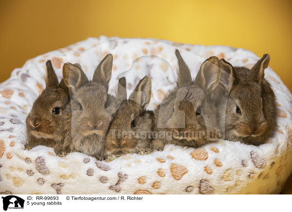 5 junge Kaninchen / 5 young rabbits / RR-99693