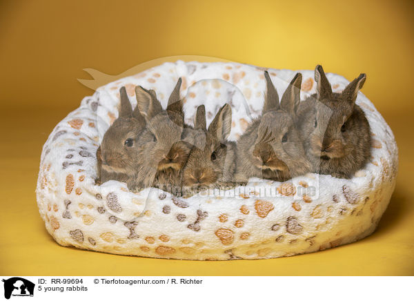 5 junge Kaninchen / 5 young rabbits / RR-99694