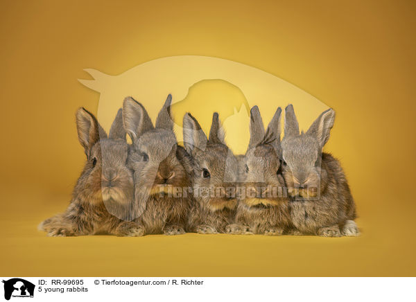 5 junge Kaninchen / 5 young rabbits / RR-99695