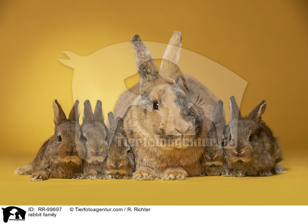 Kaninchen Familie / rabbit family / RR-99697