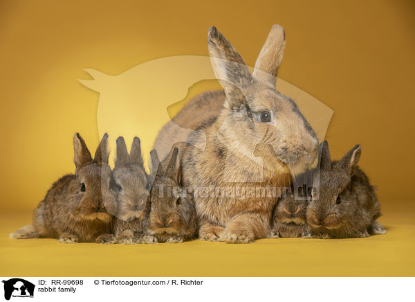 Kaninchen Familie / rabbit family / RR-99698