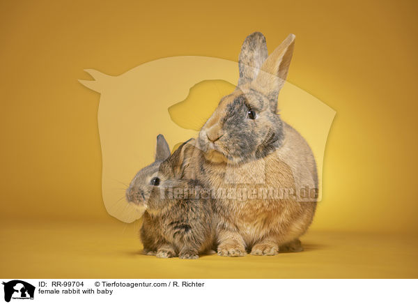 Hsin mit Jungen / female rabbit with baby / RR-99704