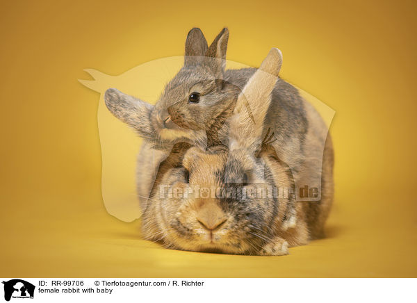 Hsin mit Jungen / female rabbit with baby / RR-99706