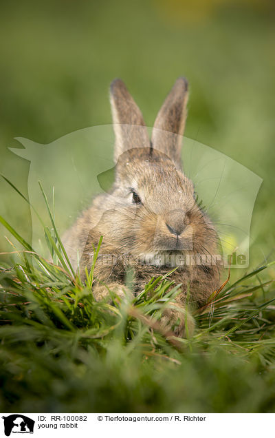 junges Kaninchen / young rabbit / RR-100082