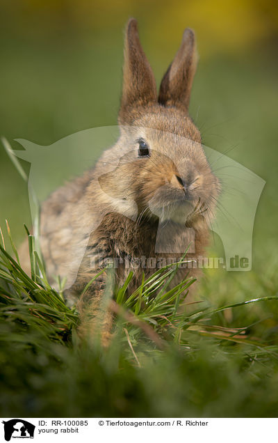 junges Kaninchen / young rabbit / RR-100085