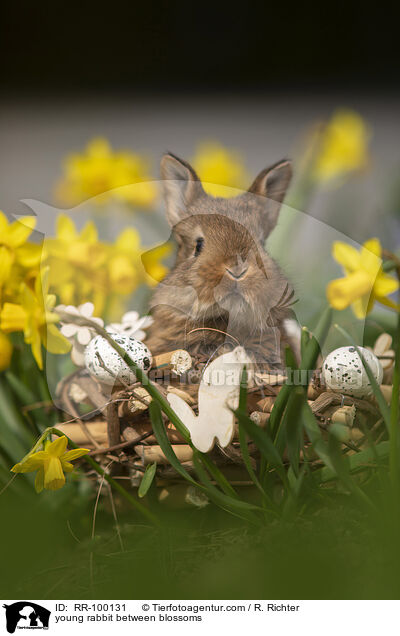 junges Kaninchen zwischen Blmen / young rabbit between blossoms / RR-100131