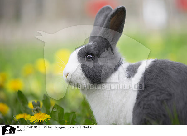 Kaninchen / rabbit / JEG-01015